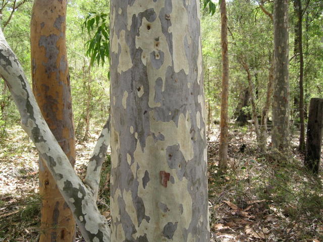 Corymbia maculata bark