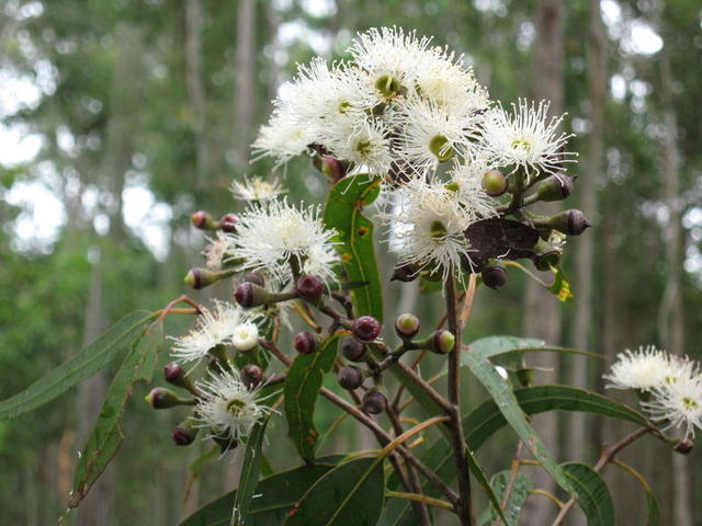 Corymbia maculata flowers