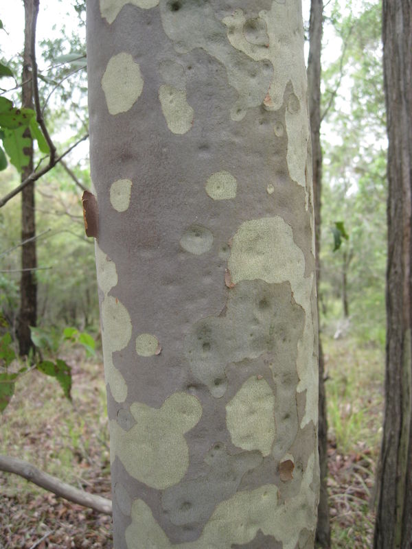 Corymbia maculata bark 