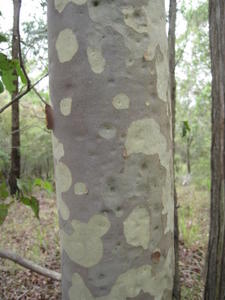 Corymbia maculata bark 
