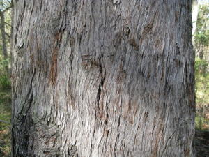 Eucalyptus acmenoides - White Mahogany