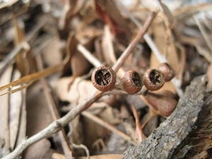 Eucalyptus acmenoides fruit 