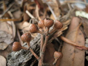 Eucalyptus acmenoides fruit 