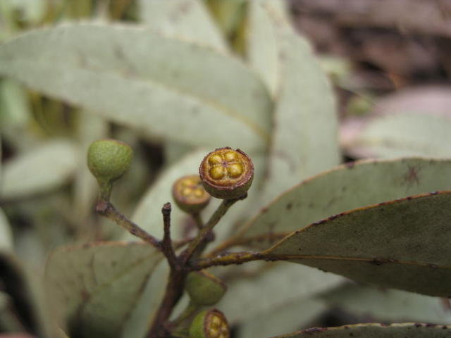 Eucalyptus acmenoides fruit