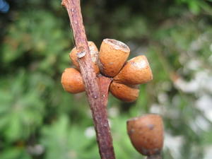 Eucalyptus botryoides fruit