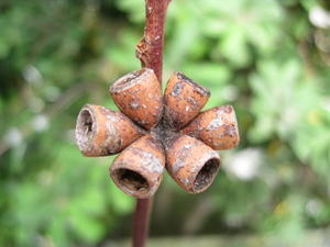 Eucalyptus botryoides fruit 