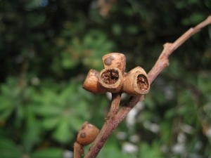 Eucalyptus botryoides fruit