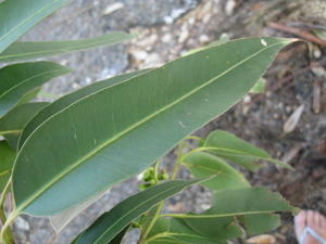 Eucalyptus botryoides leaf