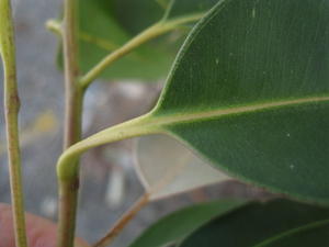 Eucalyptus botryoides veins