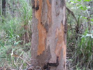 Eucalyptus canaliculata with new patches of orange bark