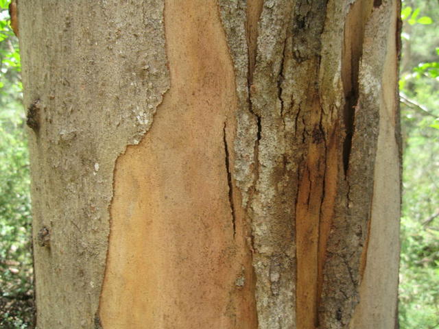 Eucalyptus canaliculata with new patches of brown-orange bark