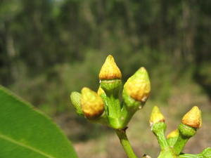 Eucalyptus canaliculata buds with outer operculum