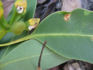 Eucalyptus canaliculata leaf and pale underside