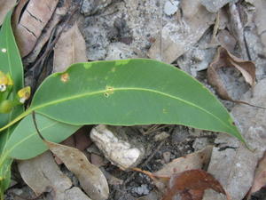 Eucalyptus canaliculata leaf