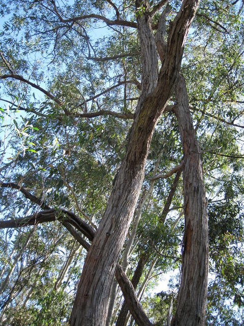 Eucalyptus globoidea tree shape