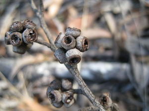 Eucalyptus globoidea fruit 