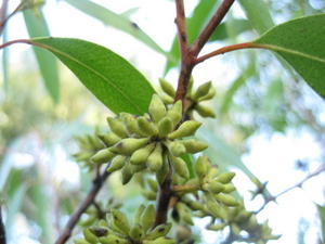 Eucalyptus globoidea buds