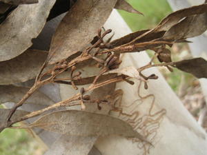 Eucalyptus haemastoma buds