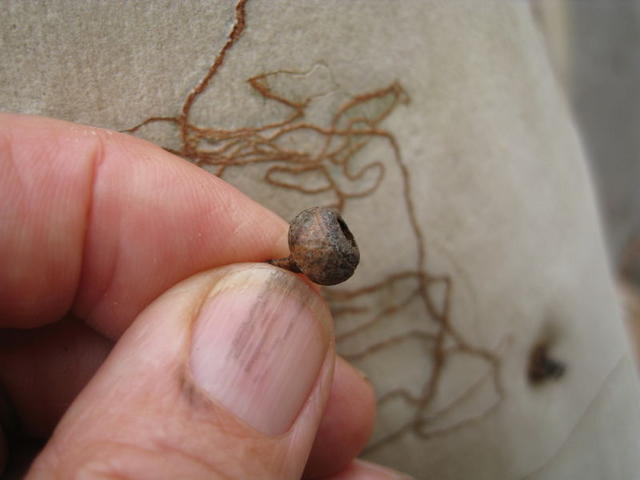 Eucalyptus haemastoma fruit