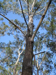 Eucalyptus moluccana with rough bark half way up trunk 