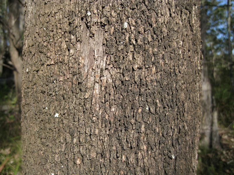 Eucalyptus moluccana bark with tessellations (squares)