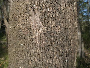 Eucalyptus moluccana bark with tessellations (squares)