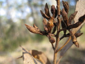 Eucalyptus moluccana buds