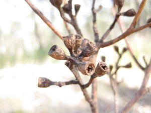 Eucalyptus moluccana fruit