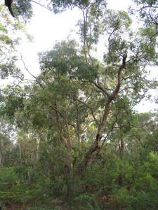 Angophora floribunda habit