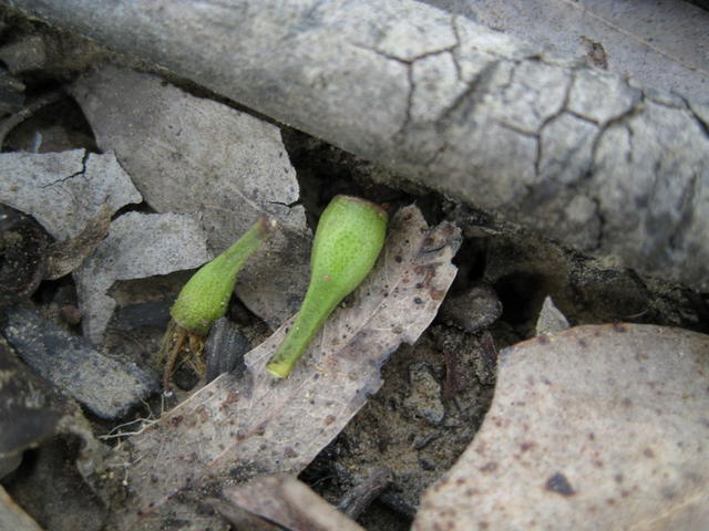 Eucalyptus moluccana fruit