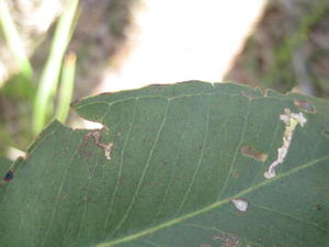 Eucalyptus moluccana leaf veins 