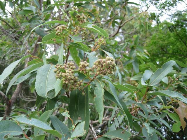 Angophora floribunda buds