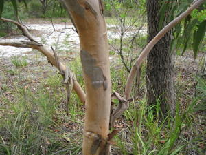 Eucalyptus parramattensis bark 