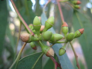 Eucalyptus parramattensis buds losing outer operculum 