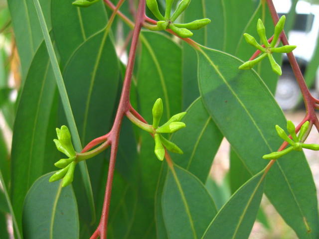 Eucalyptus parramattensis conical buds