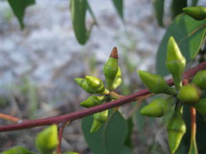 Eucalyptus parramattensis conical bud with outer operculum