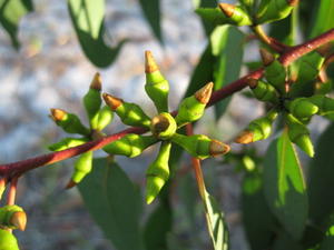 Eucalyptus parramattensis conical buds with outer operculum