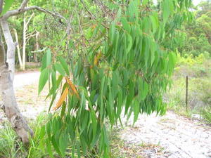 Eucalyptus parramattensis drooping branch