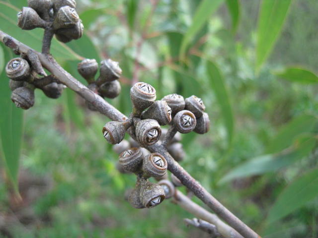 Eucalyptus parramattensis fruit 