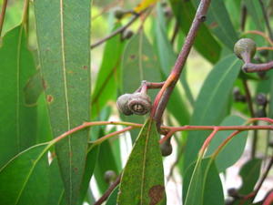 Eucalyptus parramattensis fruit