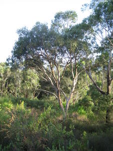 Eucalyptus parramattensis tree shape