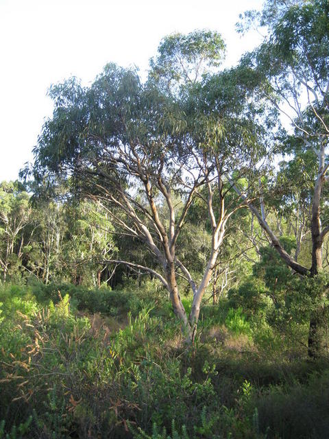 Eucalyptus parramattensis tree shape