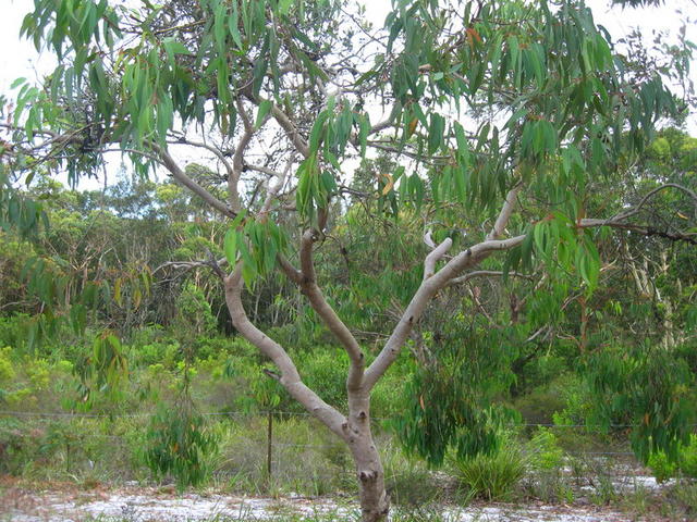 Eucalyptus parramattensis tree shape