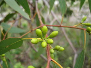 Eucalyptus parramattensis rounded buds