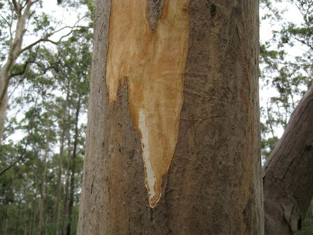 Eucalyptus propinqua new and old bark