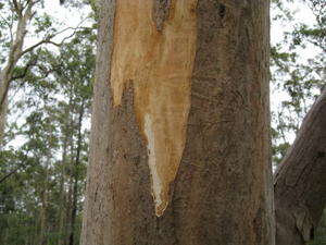 Eucalyptus propinqua new and old bark