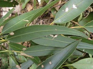 Eucalyptus propinqua leaves