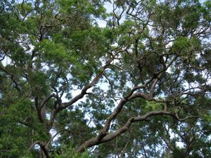 Angophora floribunda twisted branches