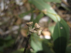 Eucalyptus propinqua fruit