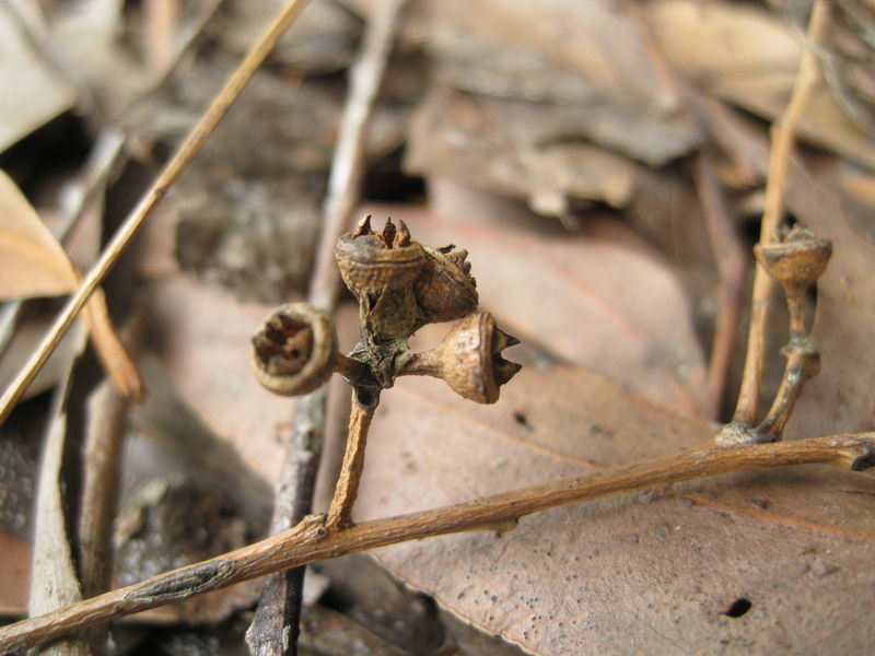 Eucalyptus propinqua fruit